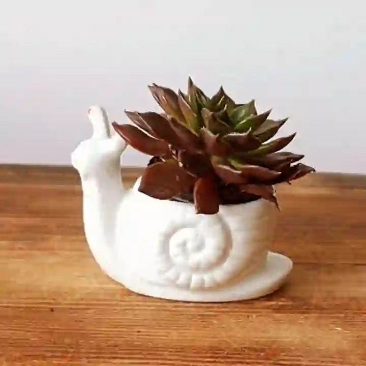snail pot for plants