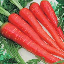 Carrot ( Gajar )