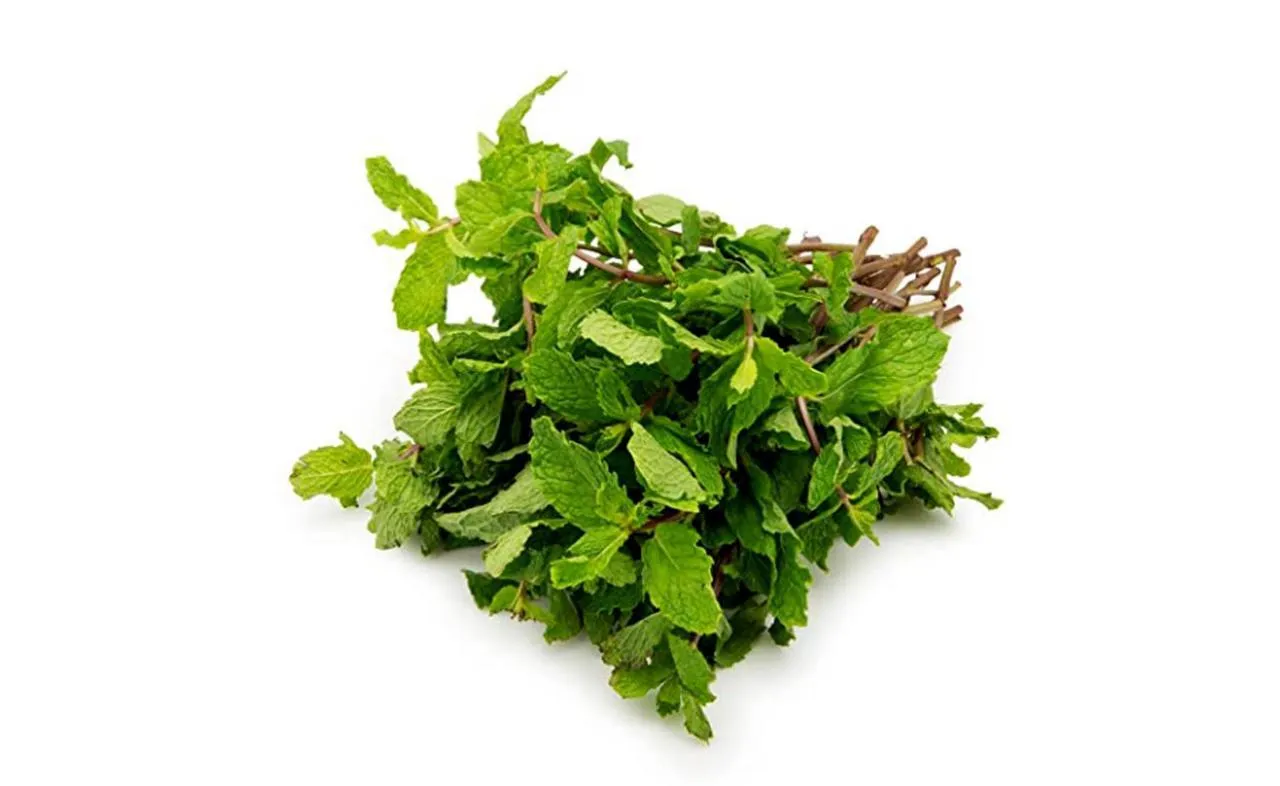 MINT ( Podina )