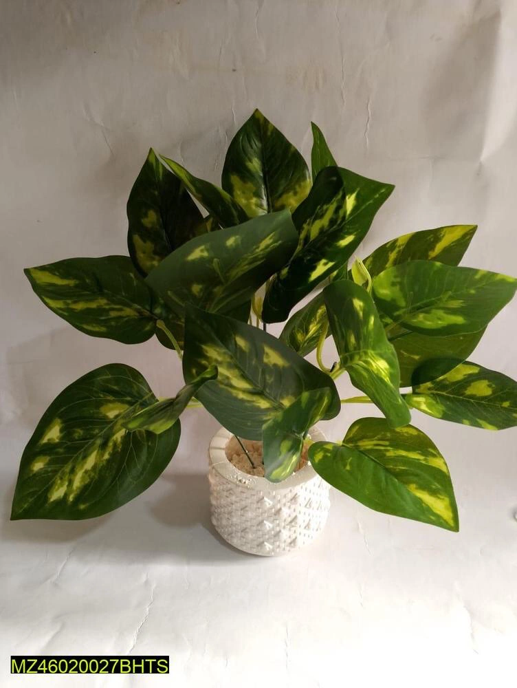 Money Planter