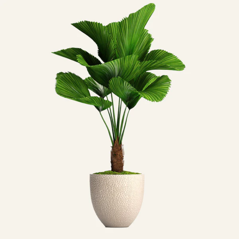 Indoor Plants